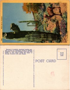 Wild Life in Arizona (22603