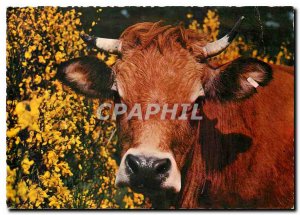 Postcard Modern Portrait of Dogfish Cow