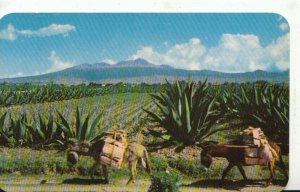 Mexico Postcard - Burros - Maguey and Mountains - Ref TZ1094