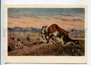 429611 MONGOLIA Bull WOLF Hunt by Tsybikzhap 1959 year postcard