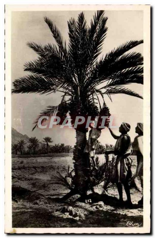 Africa - Arfrica - South Types - The Harvest of Dates in the South - Old Post...