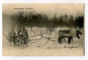 3053677 POLAR RUSSIA Arkhangelsk family deers Old RPPC 1904 y