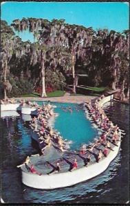 US Florida Cypress Gardens. Swimming Pool.That's a LOT of ladies around the pool