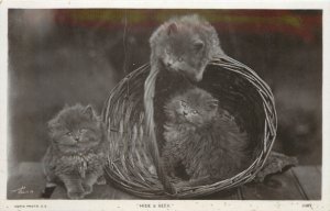 RPPC Cat Postcard Fluffy Gray Kittens Hide & Seek Rapid Photo 3087
