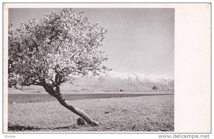 Spring Flowers & Snow , Malatya , Turkey , 10-20s