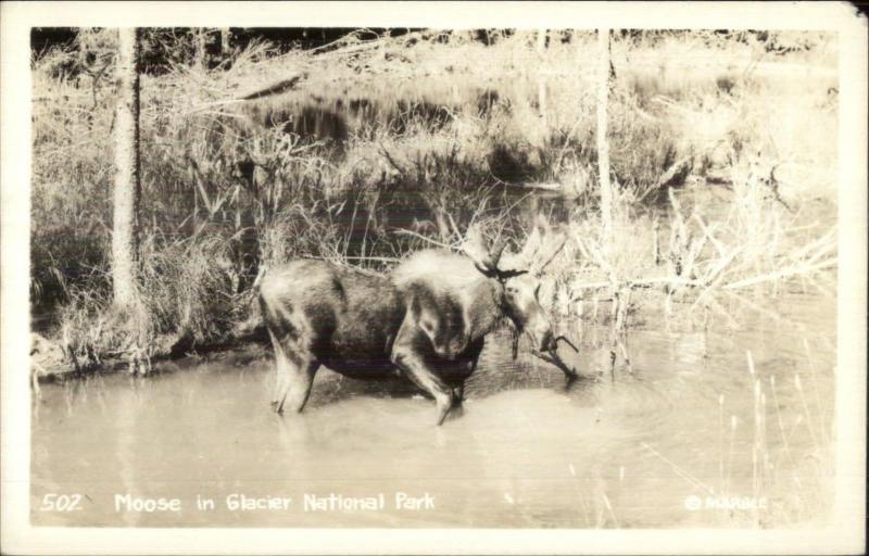 Moose in Glacier National Park Marble Real Photo Postcard #502