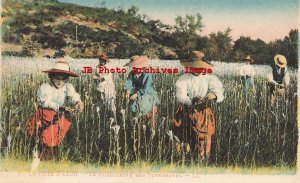 France, La Cote D'Azur, Farming Scene, Workers Picking Tuberose