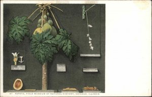 Botany Plants Beautiful Detroit Publishing Art PAPAYA Chicago Postcard