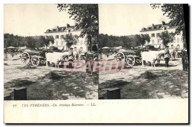 Old Postcard Pyrenees A team Bearnais Oxen