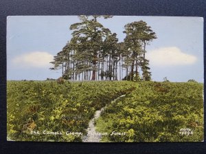East Sussex ASHDOWN FOREST The Camel's Clump c1950s Postcard by Frith