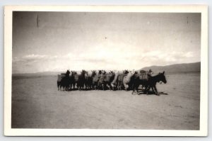 RPPC Mule Leading A Pack of Alpacas Llamas Real Photo Postcard B43