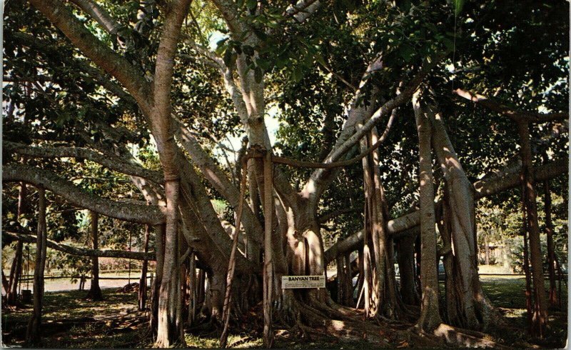 Banyan Tree Indian Hawaii HI Postcard Plastichrome UNP VTG WOB Note Vintage 