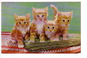 Four Blonde Kittens with Broom, Cats