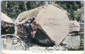 c1910s Tillamook, OR Saw Logs Redwood Sequoia Logging Postcard Colored A158