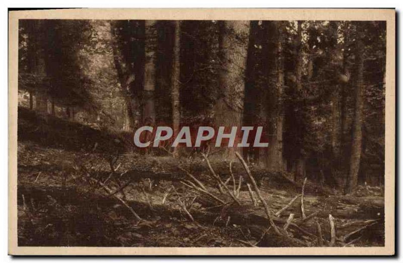 Postcard Old Sumava prales