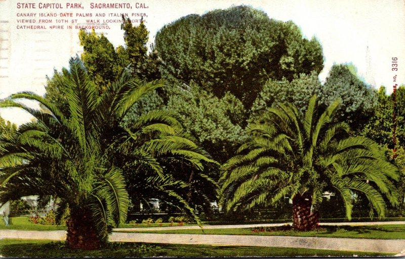 California Sacramento State Capitol Park Canary Island Date Palms and Italian...