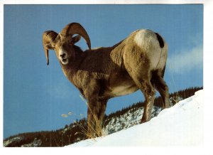 Bighorn Sheep North American Wildlife