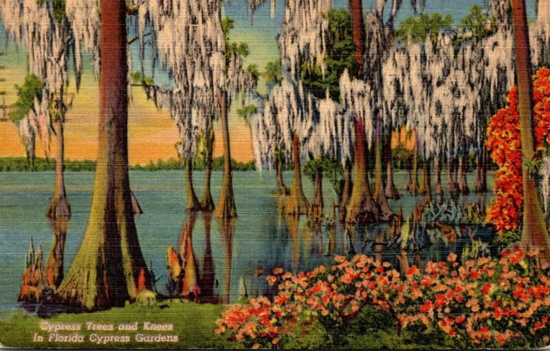 Florida Cypress Gardens Giant Cypress Trees and Knees 1952 Curteich