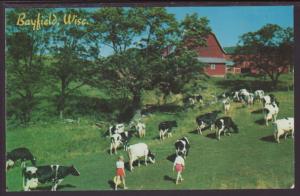 Cattle,Bayfield,WI Postcard