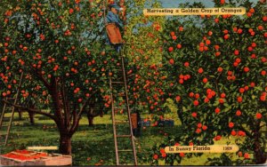 Harvesting A Golden Crop Of Oranges In Sunny Florida