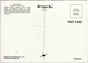 postcard Australian Birds - The Galah - parrot