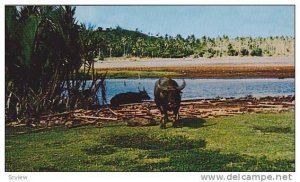 Native Carabao (Or Water Buffalo), Guam, 1940-1960s