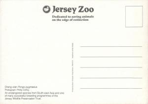 Jersey Zoo orangutan eating yogurt postcard