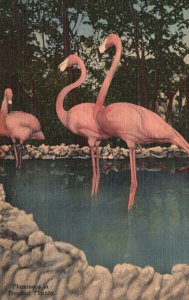 Vintage Postcard Flamingos Tropical Florida Wild Animal Ranch St. Petersburg FL