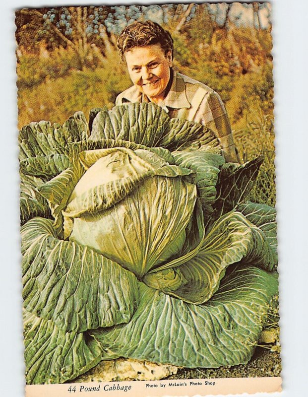 Postcard 44 Pound Cabbage, Matanuska Valley, Alaska