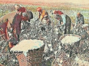 Postcard Hand Tinted View of Workers Picking Cotton  in Houston, TX.  X3