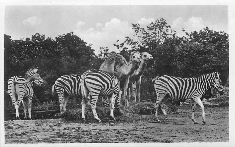 Berlin Germany Circa 1910 zebra Zoo Postcard 21-1685