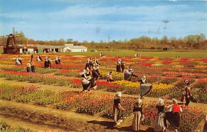 Nelis Tulip Farm Tulip Time View - Holland, Michigan MI  