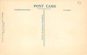 Saman Tree Trinidad Postcard