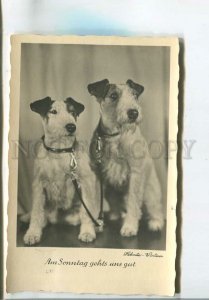 481139 Wire FOX TERRIER Dogs 1935 POSTMARK Exhibition water sports Stuttgart