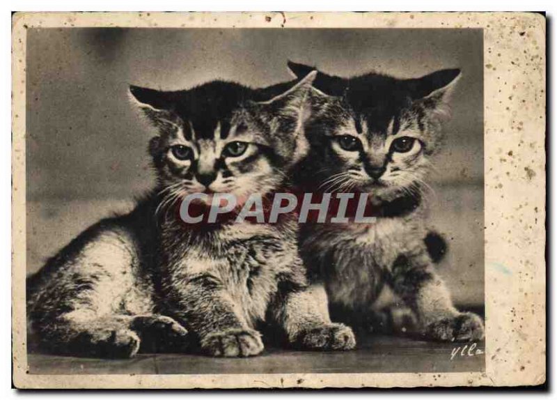 Modern Postcard Cats Kittens