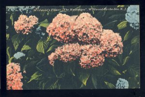 Wildwood-By-The-Sea, New Jersey/NJ Postcard, Wildwood's Flower, The Hydrangea