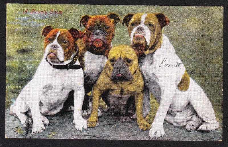 A Beauty Show - great Bulldogs card - Valentine series