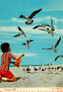 Florida Feeding The Seagulls On Florida's Gulf Coast