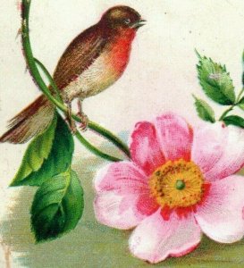 1870s-80s Victorian Trade Card Beautiful Bird & Flower P229