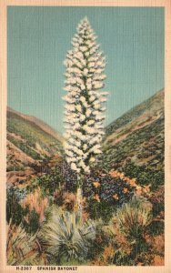 Spanish Bayonet Blossoms Hillslopes Myriad Yuccas Arizona Vintage Postcard 1941