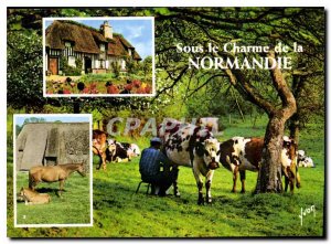 The Modern Postcard Lush Chaumieres Normandy Norman Horses in Stud