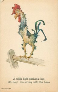 A trifle bald rooster caricature comic strong with hen humour postcard