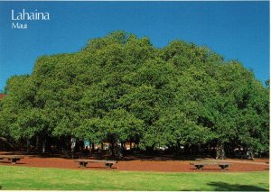 Banyan Tree,Lahaina,HI