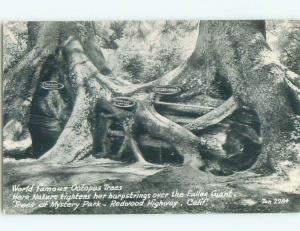 Pre-1950 rppc TREES OF MYSTERY Klamath - Near Crescent City CA W0264@