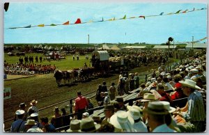 Saskatoon Canada 1950-60s Postcard Six Oxen Team Pion-Era Parade