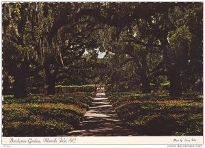 Moss-Covered Oaks, Ivy-Covered Grounds, Brookgreen Gardens, Murrells Inlet, S...