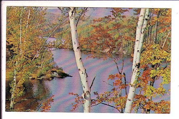 Greetings from Flin Flon Manitoba, Birch Trees