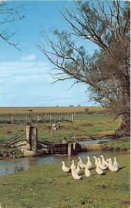 US3 USA Amish country water wheel Michigan 1980 duck family