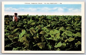 Farming~Typical Tobacoo Field In Old Kentucky~Vintage Postcard