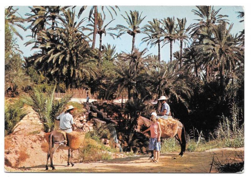Tunisia Gabes Les Oasis Mule Donkey Sc 352 356 Postcard 